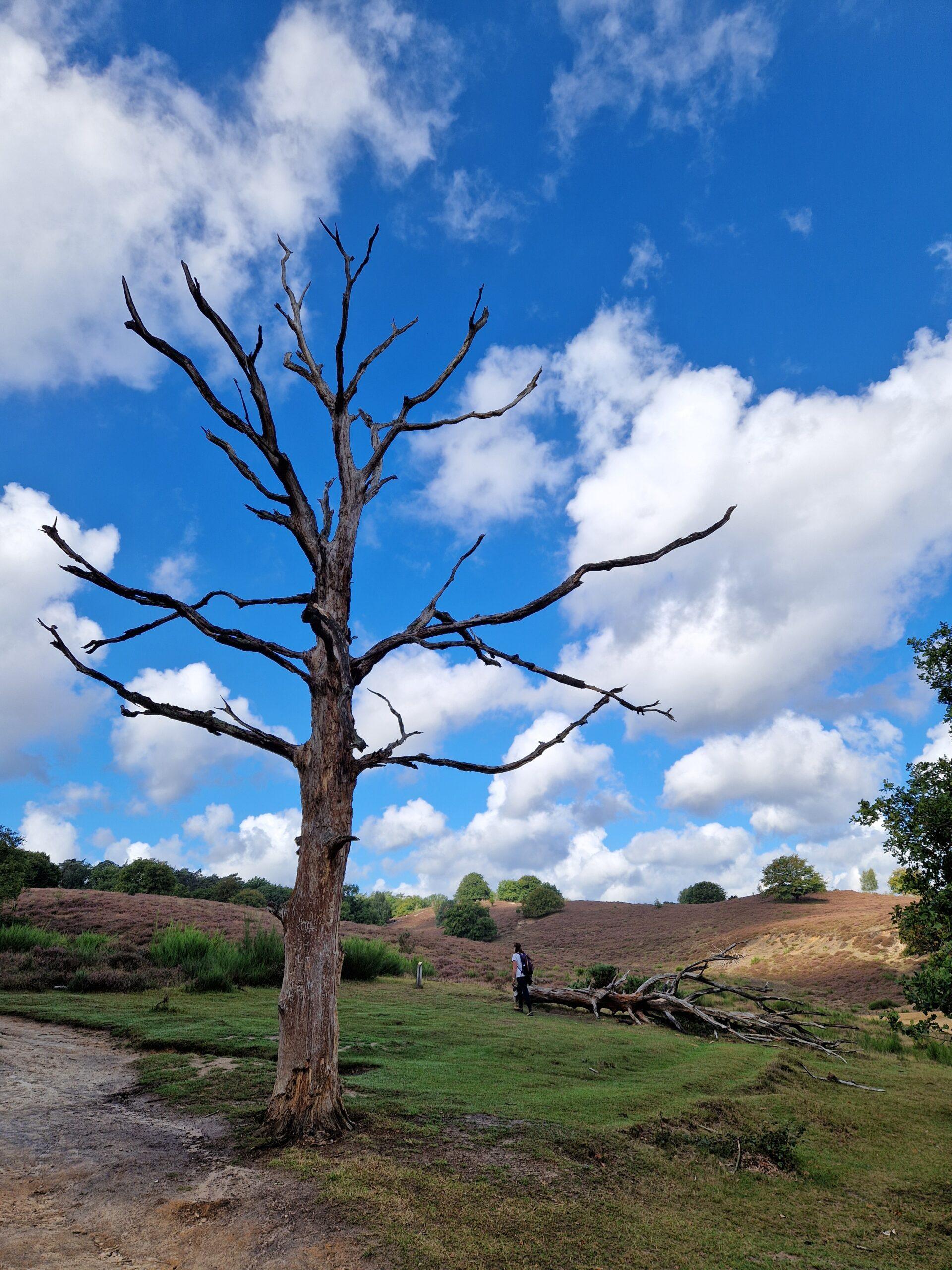 Boom geraakt door bliksem