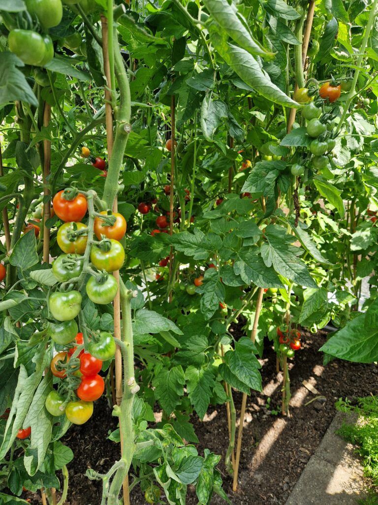 Tomaten in moestuin