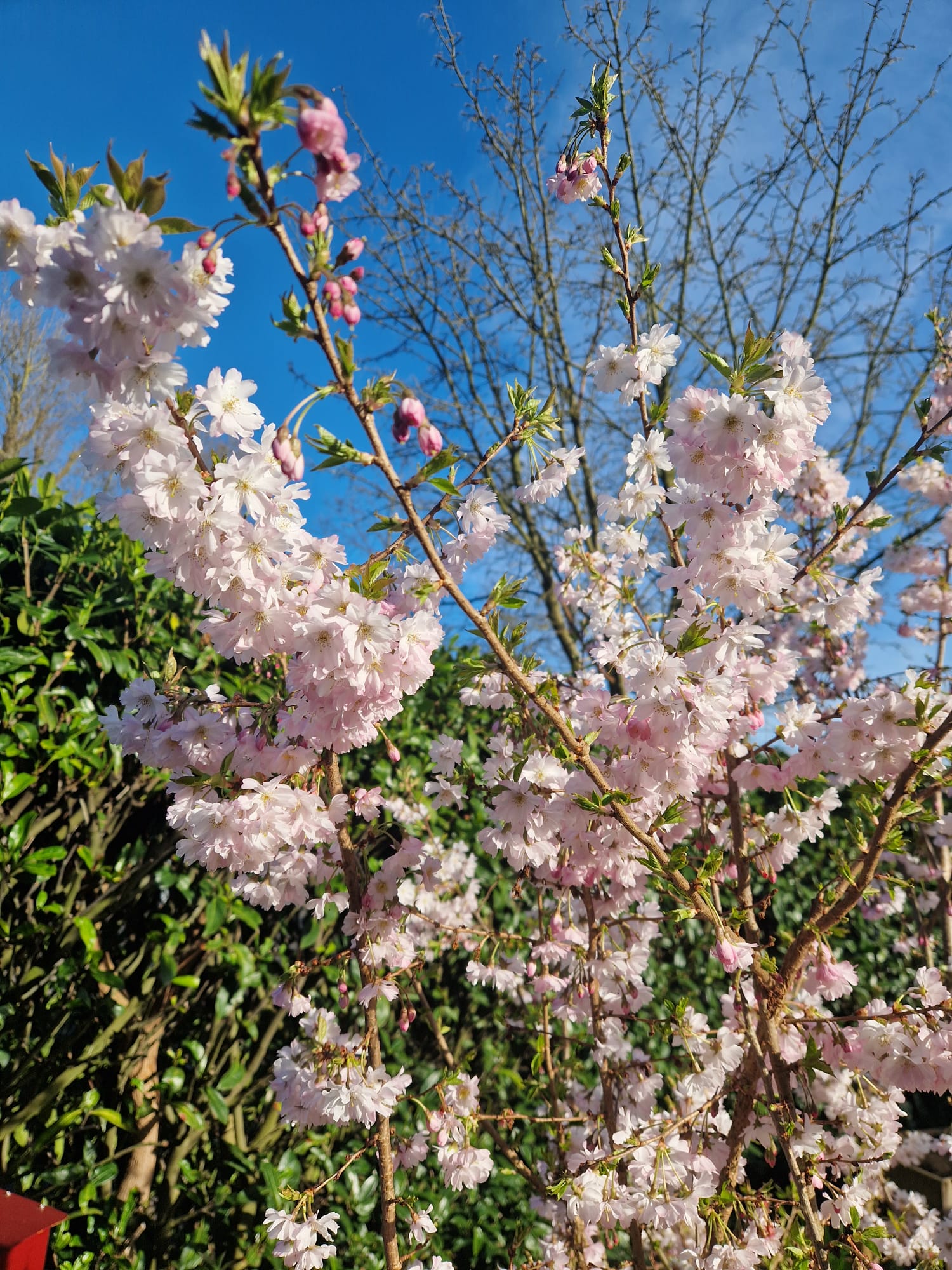 Prunus bloesem